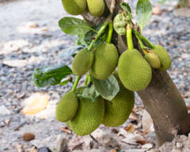 Our Jack Fruit from our Fruit & Vegetable Garden