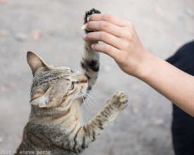 Playing with the cat. Photo courtesy Steve Porte