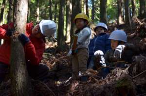 Maintenance forest