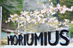 Cherry blossom