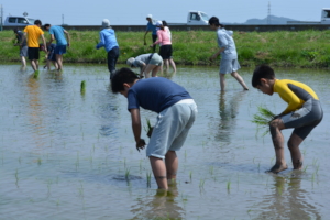 Planting rice in organic rice field