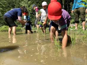 Season for rice planting