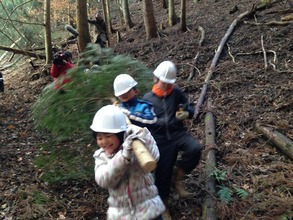 Carrying tree out from the forest