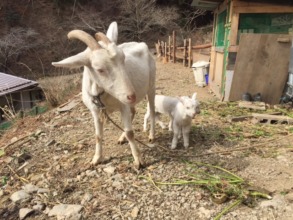 Berinda and her little twins