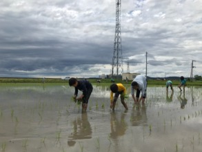 Planting rice