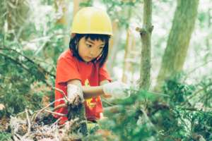 Maintenance forest to create firewood