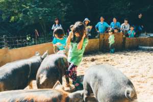 Taking care of the pigs