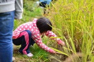Cutting rice plant from rice field