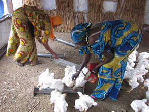 Fass Kane co-op members care for chickens daily