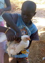A young boy purchases chicken for dinner!