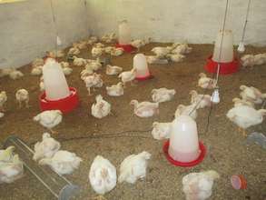 Mature chickens are ready for sale in 45 days