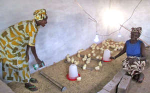 Cooperative members feed and water chicks