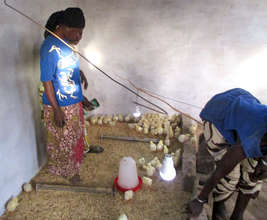 Once grown, women will sell the chickens at market