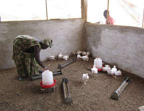 Women work in shifts to care for chickens