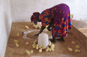 Most cooperatives have expanded production