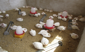 Cooperative members visit poultry shed twice daily