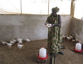 The chickens are healthy and mature quickly