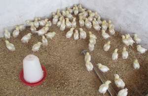 Women sell chickens for $5 each