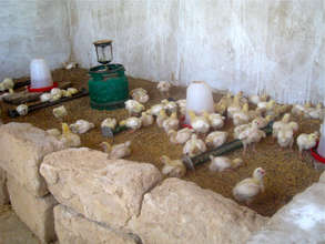 Training includes care and maintenance of chicks