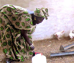 Caring for chickens in Fass Kane