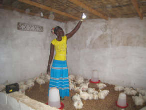 Solar lights reduce stress for chickens at night