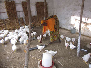 Co-op members love CREATE!'s poultry program!