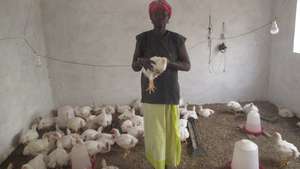 Women can sell chicken for about $5 per pound
