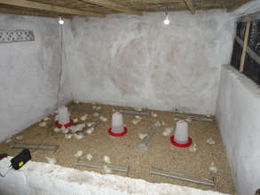 The chicks can go to market in less than 2 months