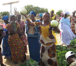 Cabbage Harvest in Ouadiour
