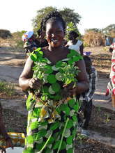 Cooperative Member Transplanting Seedlings