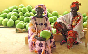 Watermelon Harvest in Ouarkhokh, Senegal