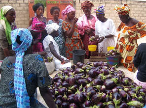 Abundant eggplant harvest in Diender