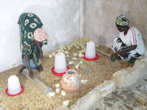 Ouarkhokh cooperative members with chicks