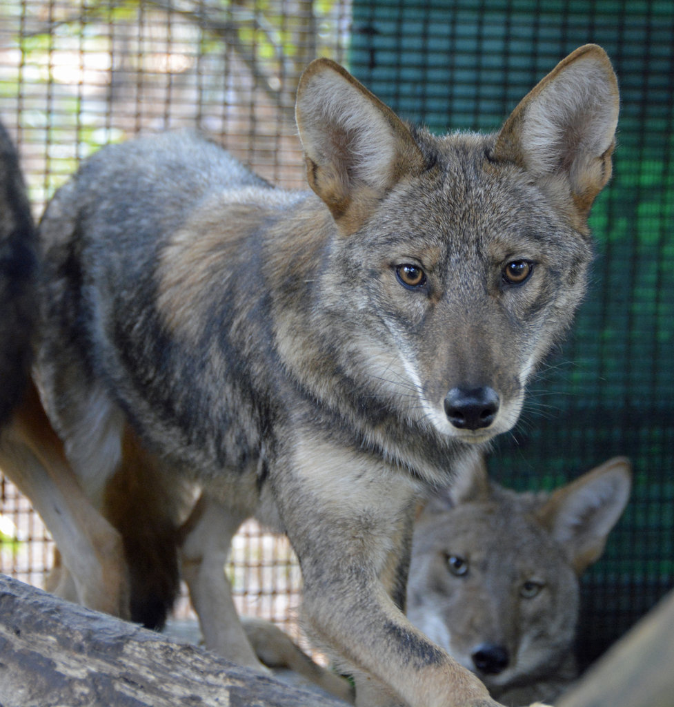 Rehabilitate Mammals and Raptors in Georgia