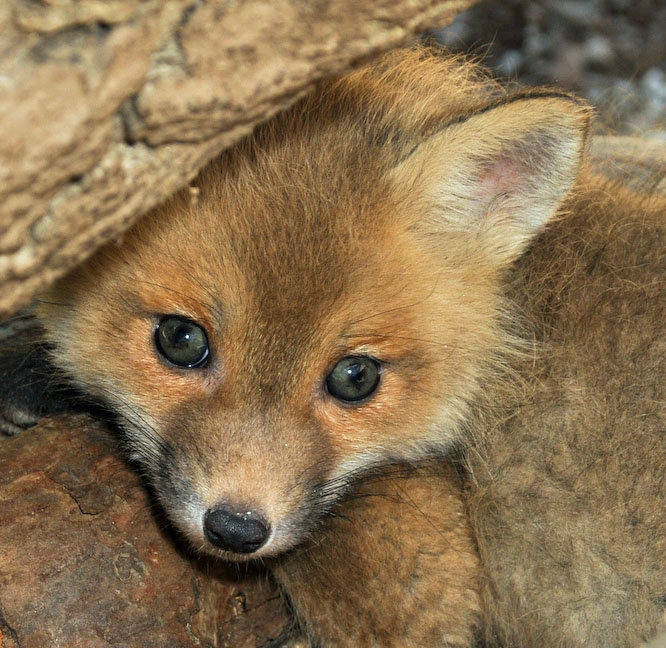 Rehabilitate Mammals and Raptors in Georgia