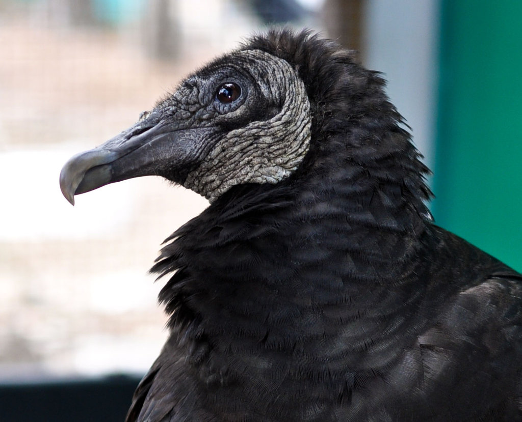 Rehabilitate Mammals and Raptors in Georgia