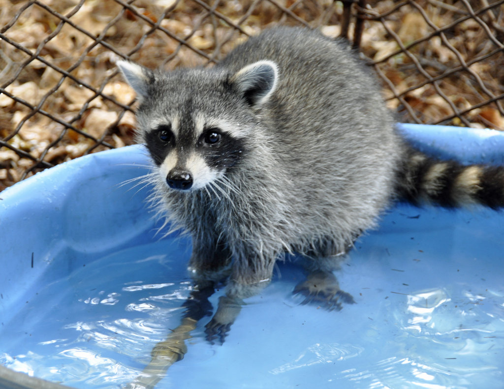 Raccoons love to play with water