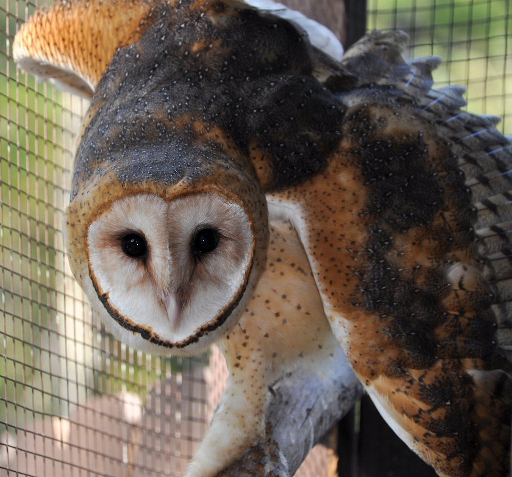 Barn Owl