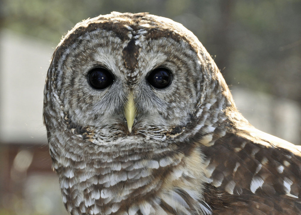 Barred Owl