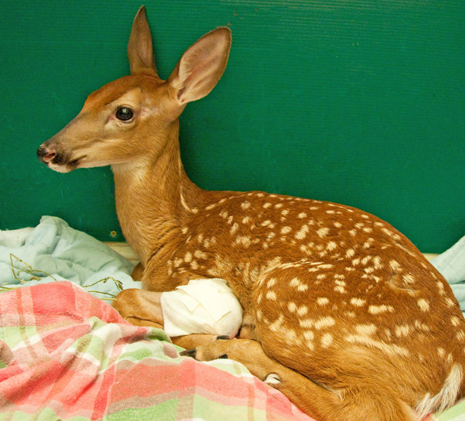 Rehabilitate Mammals and Raptors in Georgia