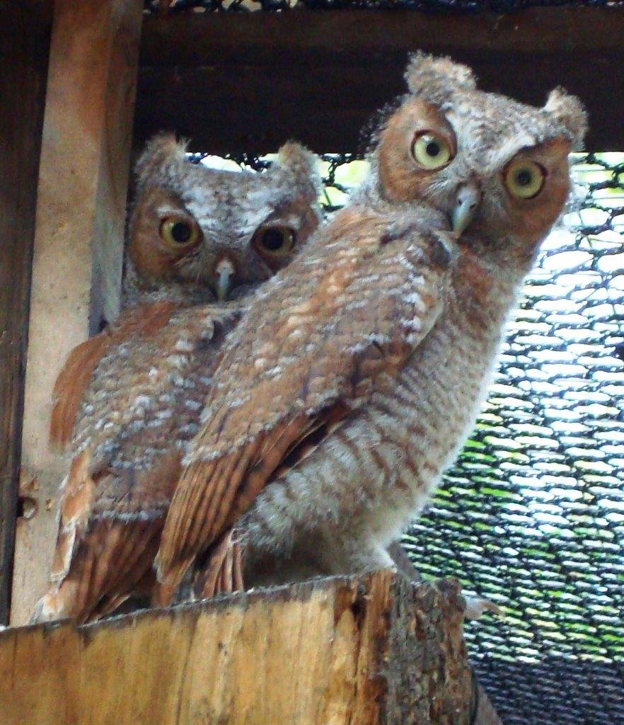 Rehabilitate Mammals and Raptors in Georgia