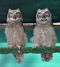 Great Horned Owl