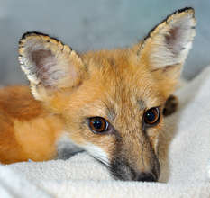 Fox Recovering from Mange
