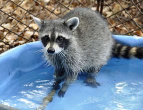 Raccoons love to play with water