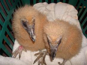 Baby Vultures in Rehab