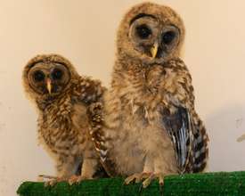 Juvenile Great Horned Owls