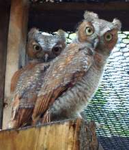 Juvenile Screech Owls