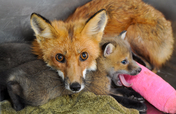 Rehabilitate Mammals and Raptors in Georgia