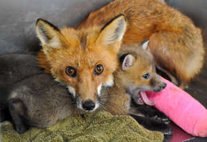Rehabilitate Mammals and Raptors in Georgia
