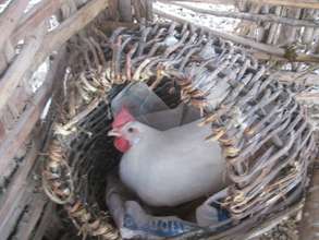 Hen in new nest